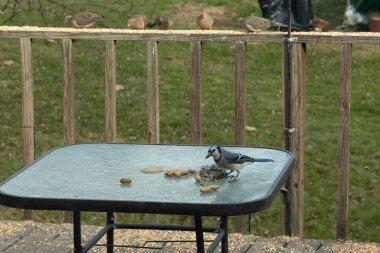 Bu güzel mavi alakarga yemek için cam masaya geldi. Fıstıklar tüm yüzeye yayılmıştı ki bu da bu korvidlerin en sevdiği cevizdir. Bu kuşun çok güzel renkleri var ve çok zeki görünüyor..