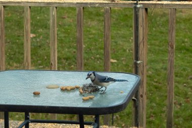 Bu güzel mavi alakarga yemek için cam masaya geldi. Fıstıklar tüm yüzeye yayılmıştı ki bu da bu korvidlerin en sevdiği cevizdir. Bu kuşun çok güzel renkleri var ve çok zeki görünüyor..