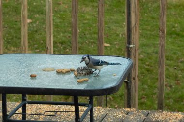Bu güzel mavi alakarga yemek için cam masaya geldi. Fıstıklar tüm yüzeye yayılmıştı ki bu da bu korvidlerin en sevdiği cevizdir. Bu kuşun çok güzel renkleri var ve çok zeki görünüyor..