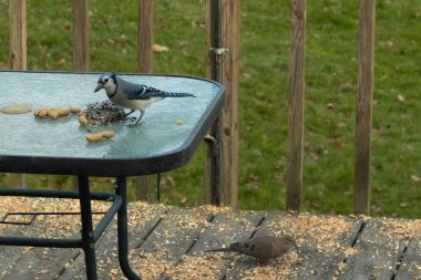 Bu güzel mavi alakarga yemek için cam masaya geldi. Fıstıklar tüm yüzeye yayılmıştı ki bu da bu korvidlerin en sevdiği cevizdir. Bu kuşun çok güzel renkleri var ve çok zeki görünüyor..