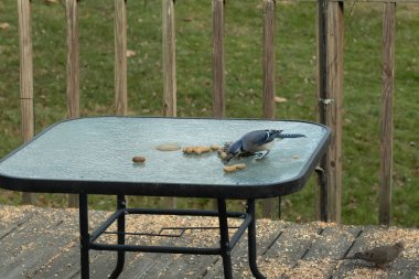 Bu güzel mavi alakarga yemek için cam masaya geldi. Fıstıklar tüm yüzeye yayılmıştı ki bu da bu korvidlerin en sevdiği cevizdir. Bu kuşun çok güzel renkleri var ve çok zeki görünüyor..