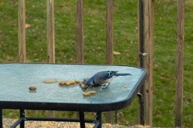 Bu güzel mavi alakarga yemek için cam masaya geldi. Fıstıklar tüm yüzeye yayılmıştı ki bu da bu korvidlerin en sevdiği cevizdir. Bu kuşun çok güzel renkleri var ve çok zeki görünüyor..