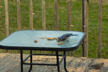 Bu güzel mavi alakarga yemek için cam masaya geldi. Fıstıklar tüm yüzeye yayılmıştı ki bu da bu korvidlerin en sevdiği cevizdir. Bu kuşun çok güzel renkleri var ve çok zeki görünüyor..