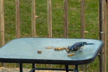 Bu güzel mavi alakarga yemek için cam masaya geldi. Fıstıklar tüm yüzeye yayılmıştı ki bu da bu korvidlerin en sevdiği cevizdir. Bu kuşun çok güzel renkleri var ve çok zeki görünüyor..