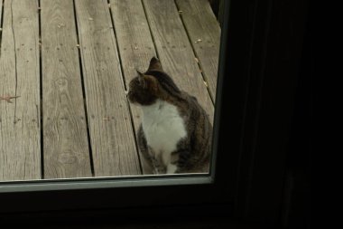 Fotoğrafı çektiğimde güvertenin kapısında sevimli bir tekir kedi oturuyordu. Kedi yemek için burada ve yalvarıyor gibi görünüyor. Dikenli kürkünü ve güzel gözlerini seviyorum..