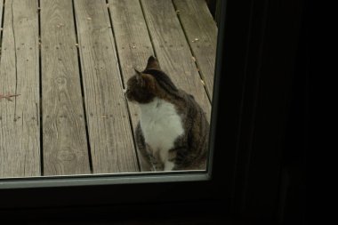Fotoğrafı çektiğimde güvertenin kapısında sevimli bir tekir kedi oturuyordu. Kedi yemek için burada ve yalvarıyor gibi görünüyor. Dikenli kürkünü ve güzel gözlerini seviyorum..