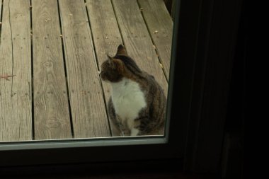 Fotoğrafı çektiğimde güvertenin kapısında sevimli bir tekir kedi oturuyordu. Kedi yemek için burada ve yalvarıyor gibi görünüyor. Dikenli kürkünü ve güzel gözlerini seviyorum..