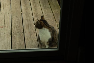Fotoğrafı çektiğimde güvertenin kapısında sevimli bir tekir kedi oturuyordu. Kedi yemek için burada ve yalvarıyor gibi görünüyor. Dikenli kürkünü ve güzel gözlerini seviyorum..