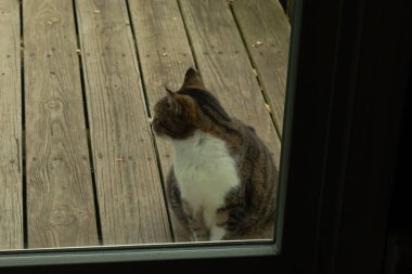 Fotoğrafı çektiğimde güvertenin kapısında sevimli bir tekir kedi oturuyordu. Kedi yemek için burada ve yalvarıyor gibi görünüyor. Dikenli kürkünü ve güzel gözlerini seviyorum..