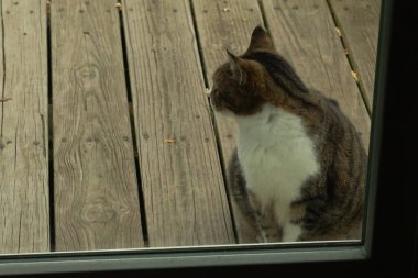 Fotoğrafı çektiğimde güvertenin kapısında sevimli bir tekir kedi oturuyordu. Kedi yemek için burada ve yalvarıyor gibi görünüyor. Dikenli kürkünü ve güzel gözlerini seviyorum..
