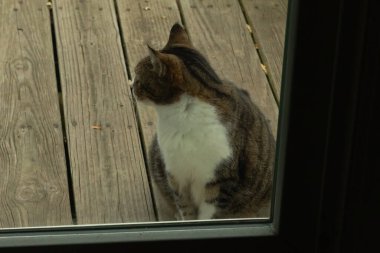 Fotoğrafı çektiğimde güvertenin kapısında sevimli bir tekir kedi oturuyordu. Kedi yemek için burada ve yalvarıyor gibi görünüyor. Dikenli kürkünü ve güzel gözlerini seviyorum..