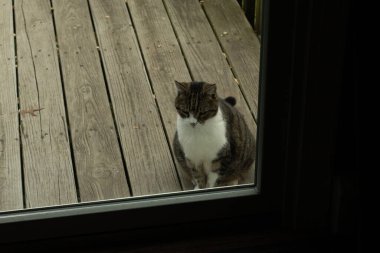Fotoğrafı çektiğimde güvertenin kapısında sevimli bir tekir kedi oturuyordu. Kedi yemek için burada ve yalvarıyor gibi görünüyor. Dikenli kürkünü ve güzel gözlerini seviyorum..