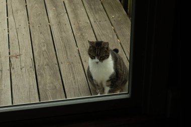Fotoğrafı çektiğimde güvertenin kapısında sevimli bir tekir kedi oturuyordu. Kedi yemek için burada ve yalvarıyor gibi görünüyor. Dikenli kürkünü ve güzel gözlerini seviyorum..