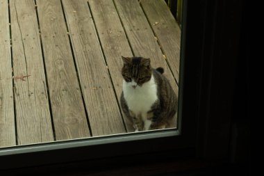 Fotoğrafı çektiğimde güvertenin kapısında sevimli bir tekir kedi oturuyordu. Kedi yemek için burada ve yalvarıyor gibi görünüyor. Dikenli kürkünü ve güzel gözlerini seviyorum..