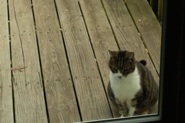 Fotoğrafı çektiğimde güvertenin kapısında sevimli bir tekir kedi oturuyordu. Kedi yemek için burada ve yalvarıyor gibi görünüyor. Dikenli kürkünü ve güzel gözlerini seviyorum..