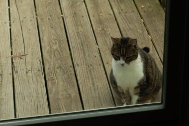 Fotoğrafı çektiğimde güvertenin kapısında sevimli bir tekir kedi oturuyordu. Kedi yemek için burada ve yalvarıyor gibi görünüyor. Dikenli kürkünü ve güzel gözlerini seviyorum..
