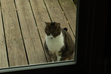 Fotoğrafı çektiğimde güvertenin kapısında sevimli bir tekir kedi oturuyordu. Kedi yemek için burada ve yalvarıyor gibi görünüyor. Dikenli kürkünü ve güzel gözlerini seviyorum..