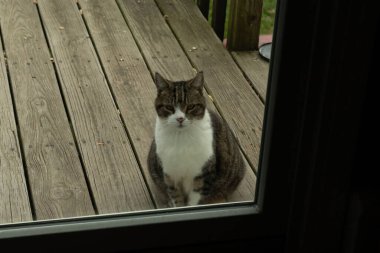 Fotoğrafı çektiğimde güvertenin kapısında sevimli bir tekir kedi oturuyordu. Kedi yemek için burada ve yalvarıyor gibi görünüyor. Dikenli kürkünü ve güzel gözlerini seviyorum..