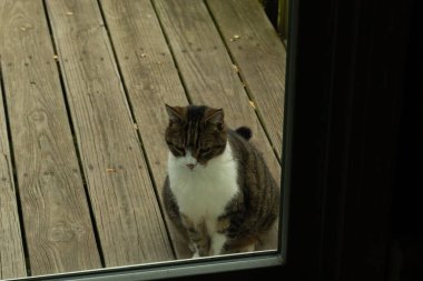 Fotoğrafı çektiğimde güvertenin kapısında sevimli bir tekir kedi oturuyordu. Kedi yemek için burada ve yalvarıyor gibi görünüyor. Dikenli kürkünü ve güzel gözlerini seviyorum..