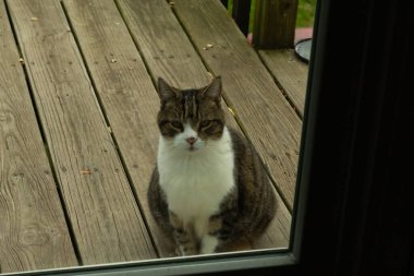 Fotoğrafı çektiğimde güvertenin kapısında sevimli bir tekir kedi oturuyordu. Kedi yemek için burada ve yalvarıyor gibi görünüyor. Dikenli kürkünü ve güzel gözlerini seviyorum..