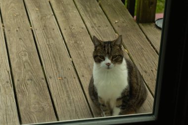 Fotoğrafı çektiğimde güvertenin kapısında sevimli bir tekir kedi oturuyordu. Kedi yemek için burada ve yalvarıyor gibi görünüyor. Dikenli kürkünü ve güzel gözlerini seviyorum..