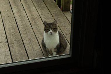Fotoğrafı çektiğimde güvertenin kapısında sevimli bir tekir kedi oturuyordu. Kedi yemek için burada ve yalvarıyor gibi görünüyor. Dikenli kürkünü ve güzel gözlerini seviyorum..