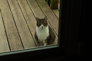 Fotoğrafı çektiğimde güvertenin kapısında sevimli bir tekir kedi oturuyordu. Kedi yemek için burada ve yalvarıyor gibi görünüyor. Dikenli kürkünü ve güzel gözlerini seviyorum..