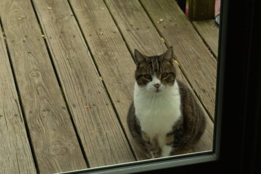 Fotoğrafı çektiğimde güvertenin kapısında sevimli bir tekir kedi oturuyordu. Kedi yemek için burada ve yalvarıyor gibi görünüyor. Dikenli kürkünü ve güzel gözlerini seviyorum..