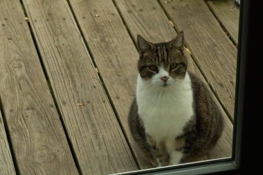 Fotoğrafı çektiğimde güvertenin kapısında sevimli bir tekir kedi oturuyordu. Kedi yemek için burada ve yalvarıyor gibi görünüyor. Dikenli kürkünü ve güzel gözlerini seviyorum..