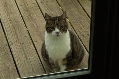 Fotoğrafı çektiğimde güvertenin kapısında sevimli bir tekir kedi oturuyordu. Kedi yemek için burada ve yalvarıyor gibi görünüyor. Dikenli kürkünü ve güzel gözlerini seviyorum..