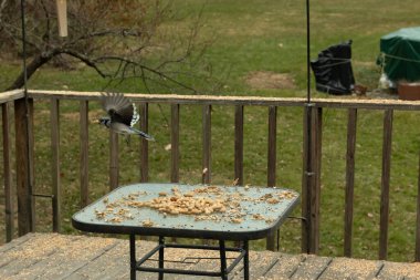 Bu güzel mavi kuş gagasında fıstıkla kardan havalanıyor. Renkli Corvid 'in kanatları açılıp bacakları aşağıda. Kalkış formunda ve neredeyse uçuyor..