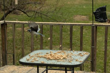 Bu güzel mavi kuş gagasında fıstıkla kardan havalanıyor. Renkli Corvid 'in kanatları açılıp bacakları aşağıda. Kalkış formunda ve neredeyse uçuyor..