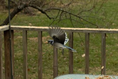 Bu güzel mavi kuş gagasında fıstıkla kardan havalanıyor. Renkli Corvid 'in kanatları açılıp bacakları aşağıda. Kalkış formunda ve neredeyse uçuyor..