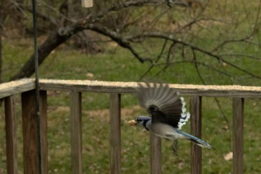 Bu güzel mavi kuş gagasında fıstıkla kardan havalanıyor. Renkli Corvid 'in kanatları açılıp bacakları aşağıda. Kalkış formunda ve neredeyse uçuyor..
