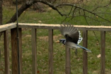 Bu güzel mavi kuş gagasında fıstıkla kardan havalanıyor. Renkli Corvid 'in kanatları açılıp bacakları aşağıda. Kalkış formunda ve neredeyse uçuyor..