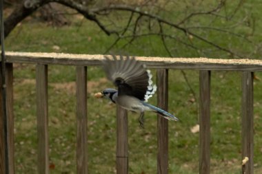 Bu güzel mavi kuş gagasında fıstıkla kardan havalanıyor. Renkli Corvid 'in kanatları açılıp bacakları aşağıda. Kalkış formunda ve neredeyse uçuyor..
