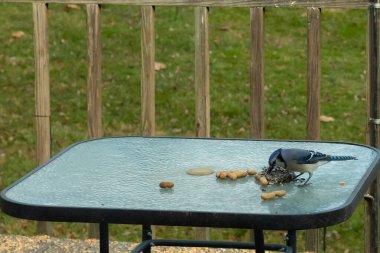 Bu güzel mavi alakarga yemek için cam masaya geldi. Fıstıklar tüm yüzeye yayılmıştı ki bu da bu korvidlerin en sevdiği cevizdir. Bu kuşun çok güzel renkleri var ve çok zeki görünüyor..