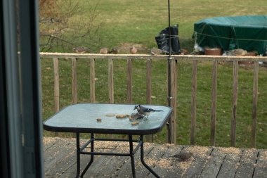 Bu güzel mavi alakarga yemek için cam masaya geldi. Fıstıklar tüm yüzeye yayılmıştı ki bu da bu korvidlerin en sevdiği cevizdir. Bu kuşun çok güzel renkleri var ve çok zeki görünüyor..