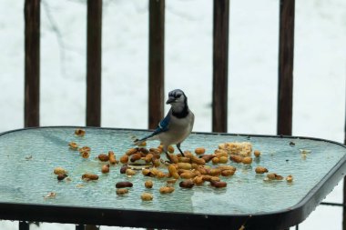 Bu güzel mavi alakarga yemek için cam masaya geldi. Güzel kuşun etrafı fıstıklarla çevrili. Bu çok soğuk bir görüntü. Yerde kar ve her yerde mavi renkler.