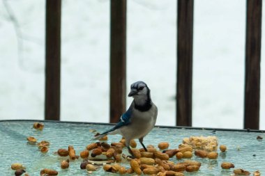 Bu güzel mavi alakarga yemek için cam masaya geldi. Güzel kuşun etrafı fıstıklarla çevrili. Bu çok soğuk bir görüntü. Yerde kar ve her yerde mavi renkler.