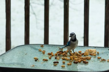 Bu güzel mavi alakarga yemek için cam masaya geldi. Güzel kuşun etrafı fıstıklarla çevrili. Bu çok soğuk bir görüntü. Yerde kar ve her yerde mavi renkler.