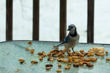 Bu güzel mavi alakarga yemek için cam masaya geldi. Güzel kuşun etrafı fıstıklarla çevrili. Bu çok soğuk bir görüntü. Yerde kar ve her yerde mavi renkler.