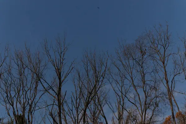 Bu güzel görüntü, gökyüzüne uzanan bir ağacın dallarını gösteriyor. Yapraksız çıplak kahverengi uzuvlar kış mevsiminin başladığını gösteriyor. Arkadaki mavi gökyüzü bulutsuz..