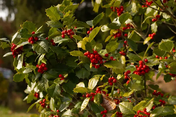 Bu Holly çalısı bana Noel 'i düşündürüyor. Kümelerindeki parlak kırmızı böğürtlenler yeşil yapraklardan öne çıkıyor. Bitki çok renkli..