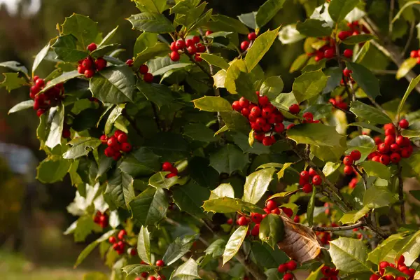 Bu Holly çalısı bana Noel 'i düşündürüyor. Kümelerindeki parlak kırmızı böğürtlenler yeşil yapraklardan öne çıkıyor. Bitki çok renkli..