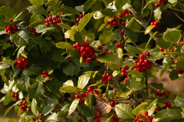 Bu Holly çalısı bana Noel 'i düşündürüyor. Kümelerindeki parlak kırmızı böğürtlenler yeşil yapraklardan öne çıkıyor. Bitki çok renkli..
