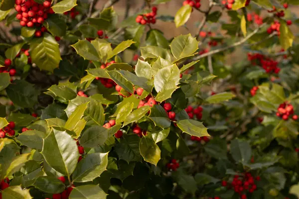 Bu Holly çalısı bana Noel 'i düşündürüyor. Kümelerindeki parlak kırmızı böğürtlenler yeşil yapraklardan öne çıkıyor. Bitki çok renkli..