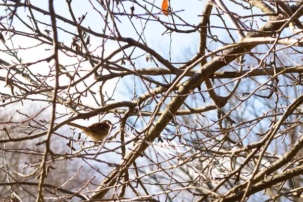 Bu sevimli küçük serçe ağaca tünemişti. Kahverengi tüylü küçük kuş saklanmaya ve güvende kalmaya çalışıyor. Bunlar ötücü kuşlar ve kulağa çok hoş geliyor. Dalların yaprakları yok..