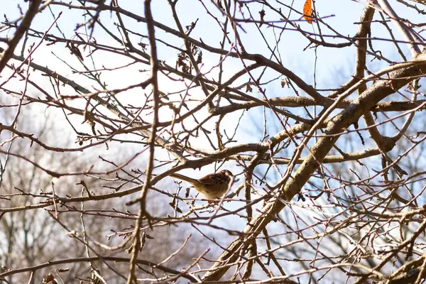 Bu sevimli küçük serçe ağaca tünemişti. Kahverengi tüylü küçük kuş saklanmaya ve güvende kalmaya çalışıyor. Bunlar ötücü kuşlar ve kulağa çok hoş geliyor. Dalların yaprakları yok..