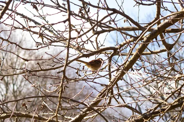 Bu sevimli küçük serçe ağaca tünemişti. Kahverengi tüylü küçük kuş saklanmaya ve güvende kalmaya çalışıyor. Bunlar ötücü kuşlar ve kulağa çok hoş geliyor. Dalların yaprakları yok..
